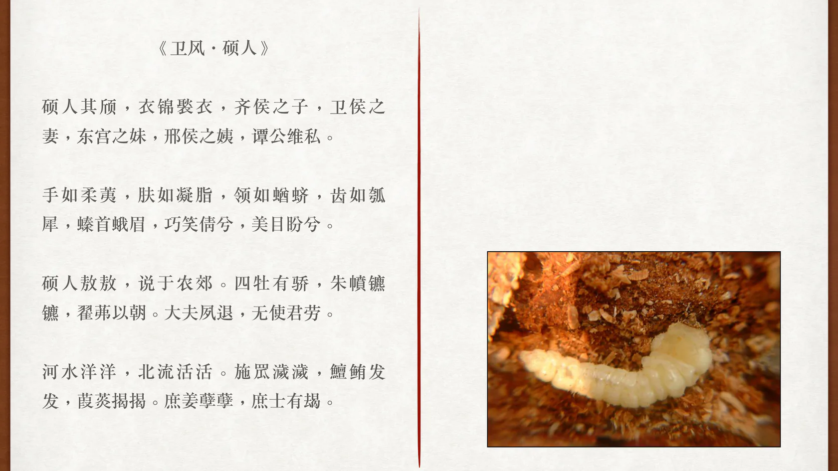 领如蝤蛴课程图