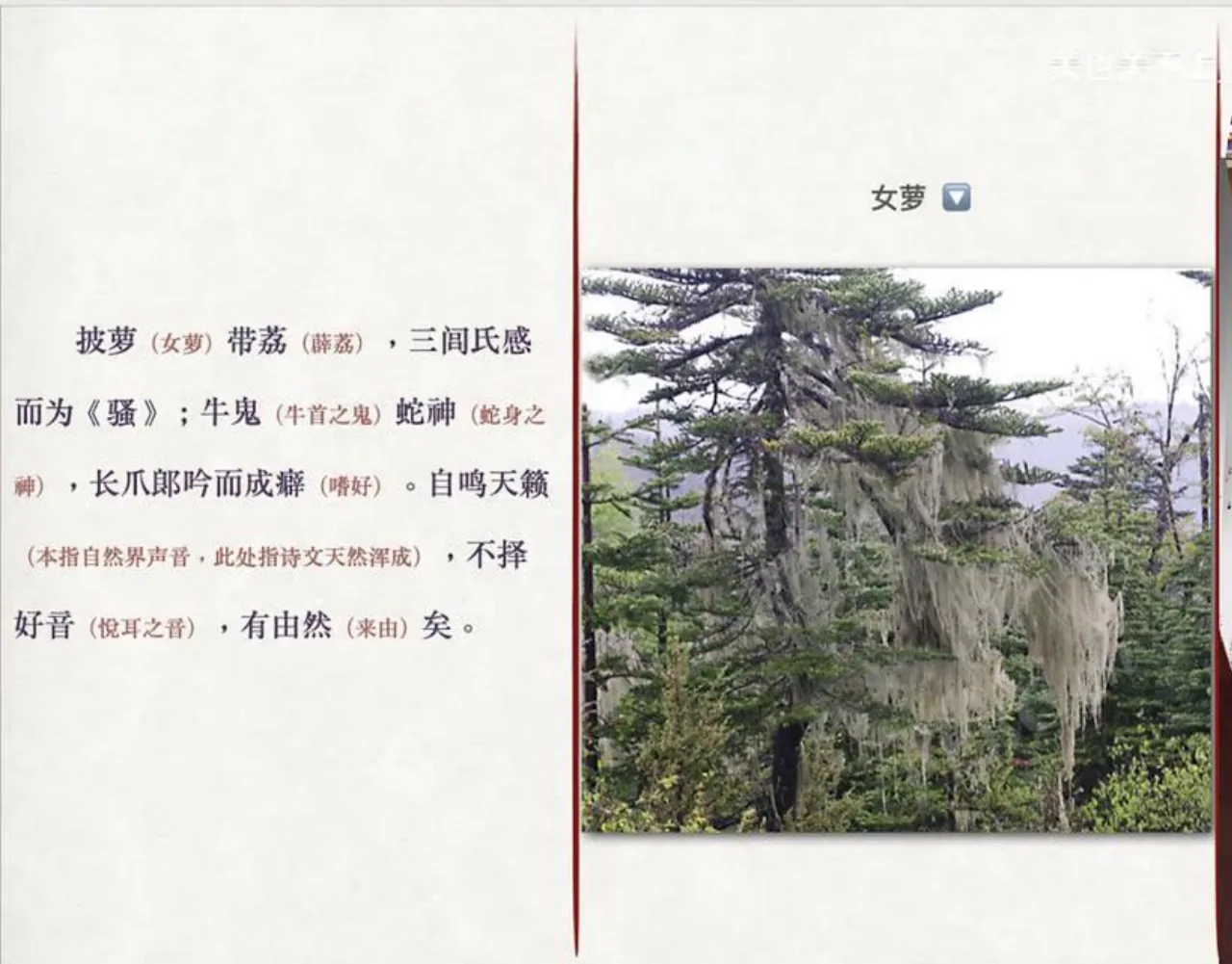 关也《聊斋自志》课件第8页：女萝实物