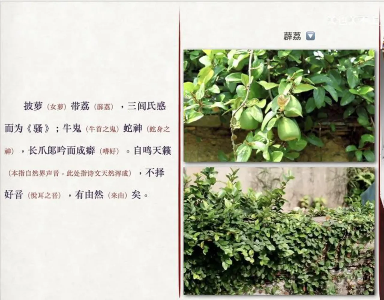 关也《聊斋自志》课件第9页：薜荔实物与果实