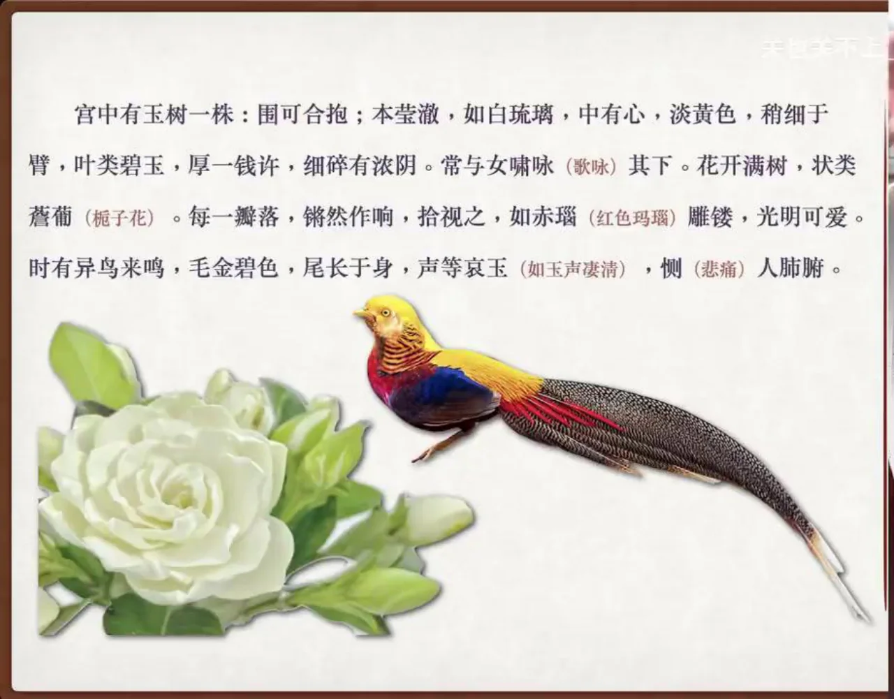 关也《罗刹海市》课件第59页：薝葡花与金碧异鸟