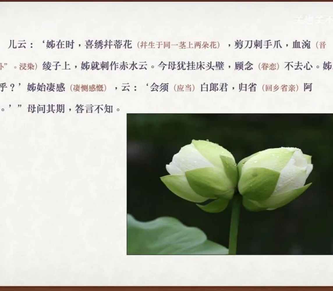 关也《珠儿》课件第32页：并蒂花