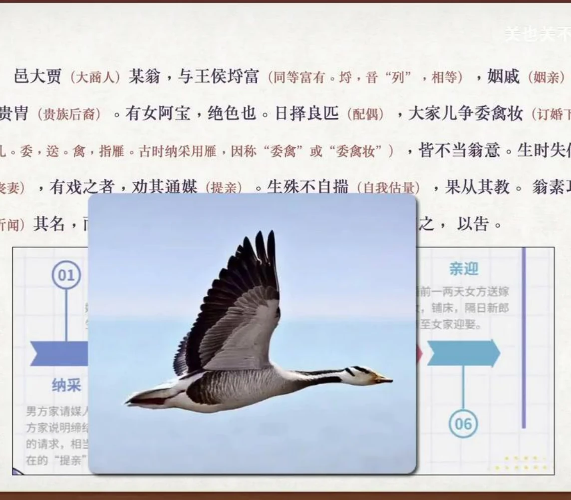 关也《阿宝》课件第10页：大雁