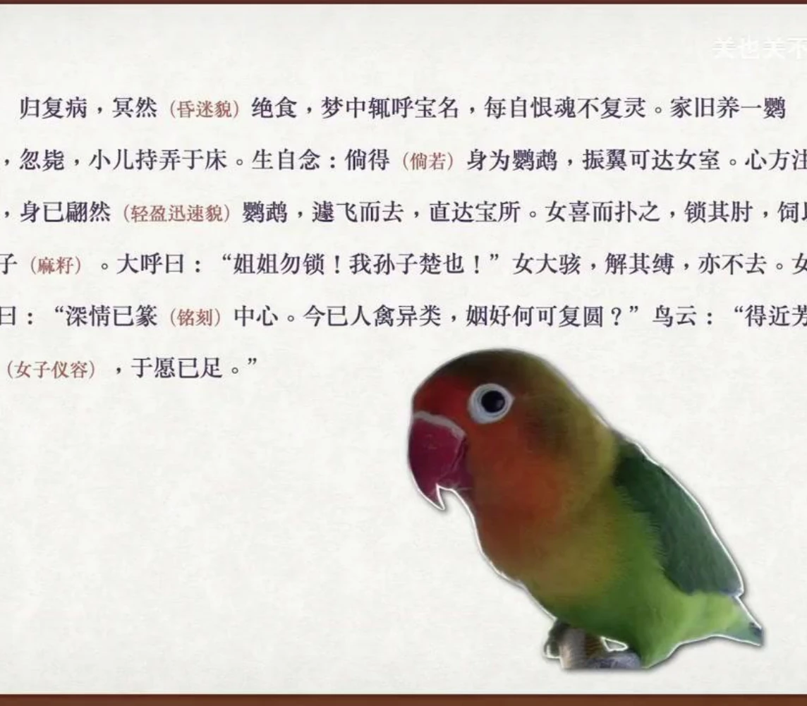 关也《阿宝》课件第27页：鹦鹉