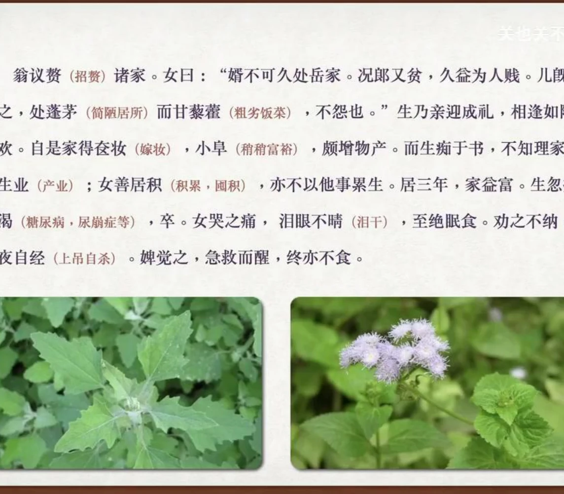 关也《阿宝》课件第36页：藜与藿